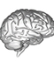 brain brain