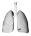 respiratory respiratory
